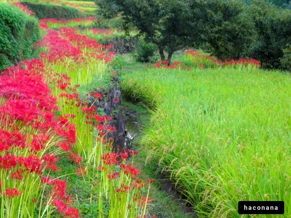 美しい赤い花と田んぼ