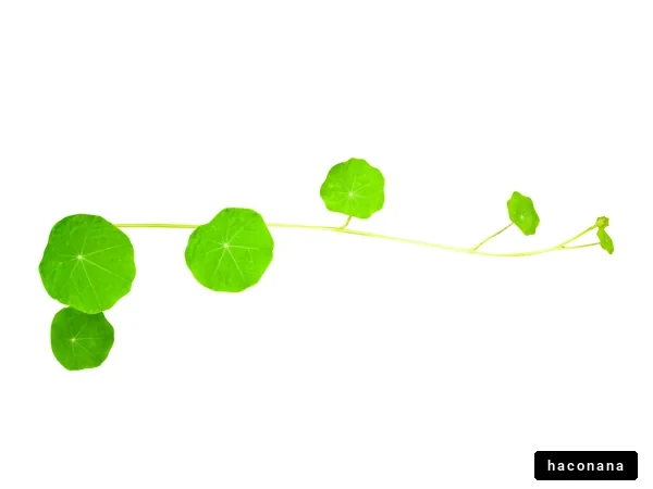 緑の葉が印象的な植物