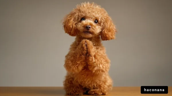 可愛らしい犬のポーズ