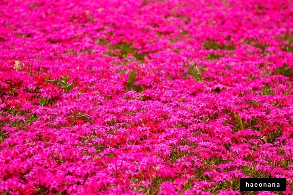 鮮やかなピンクの花畑
