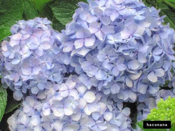 美しい紫陽花の花