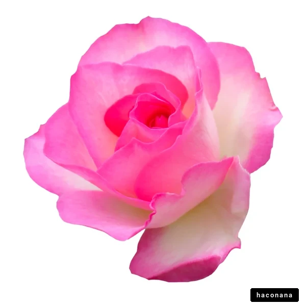 美しいピンクのバラ