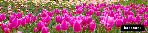 色鮮やかなチューリップ畑