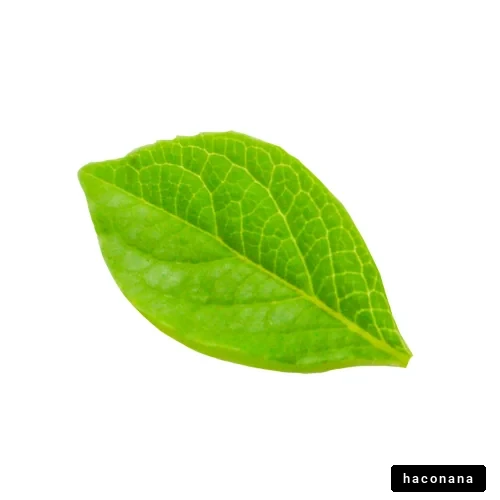 緑の葉っぱのアップ