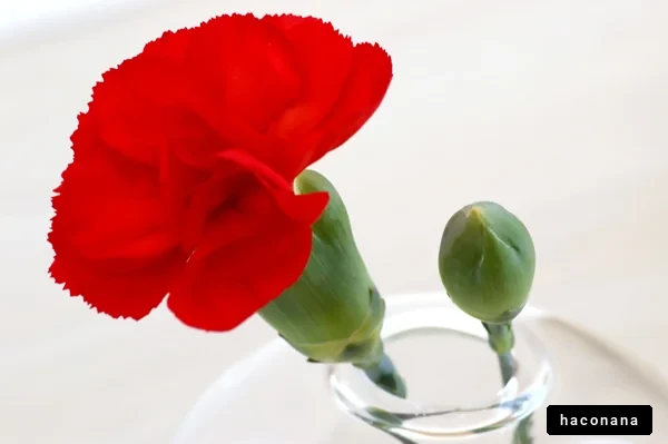 鮮やかな赤いカーネーション