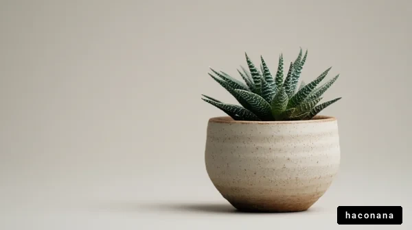 シンプルな観葉植物の鉢