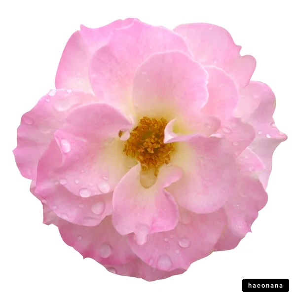 美しいピンクの花