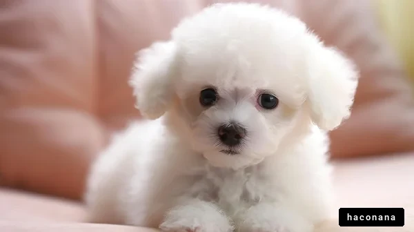 かわいい白い子犬