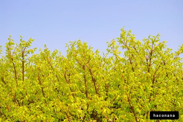青々とした木々の風景