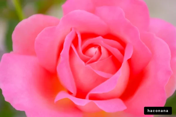 鮮やかなピンクのバラ