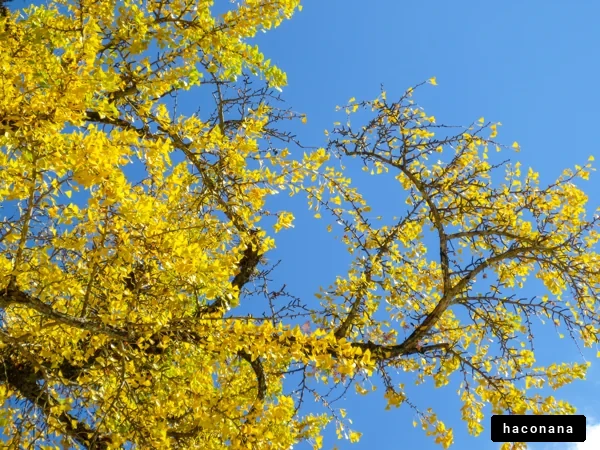 冬の公園の黄葉