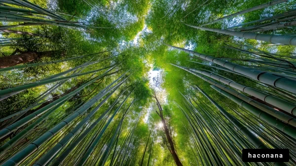 竹林の美しい景色