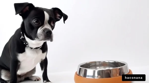 犬と食器のシーン