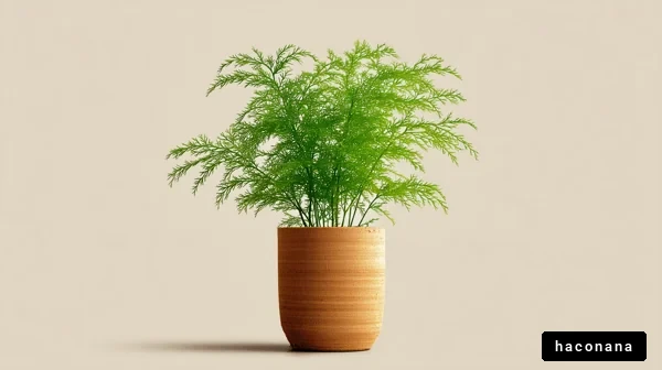 おしゃれな観葉植物