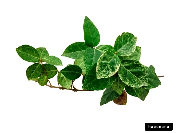 緑のつる植物の葉