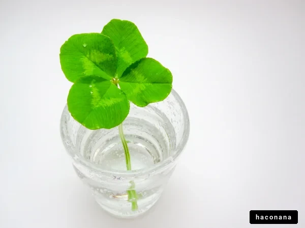 四つ葉のクローバー