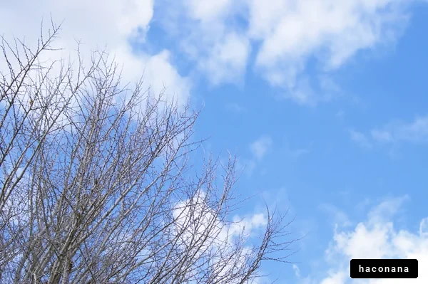 青空と枯れ木の風景