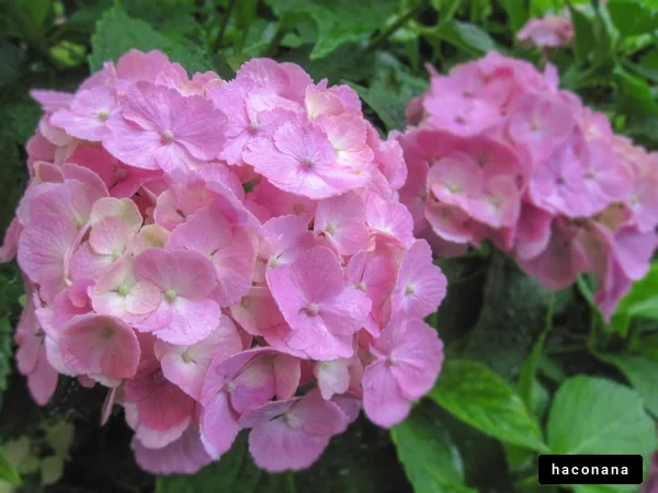 優雅なピンクの花々