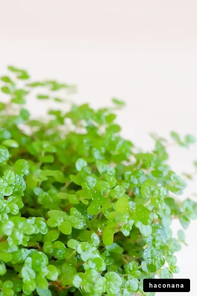 鮮やかな緑の植物