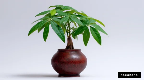 室内の観葉植物