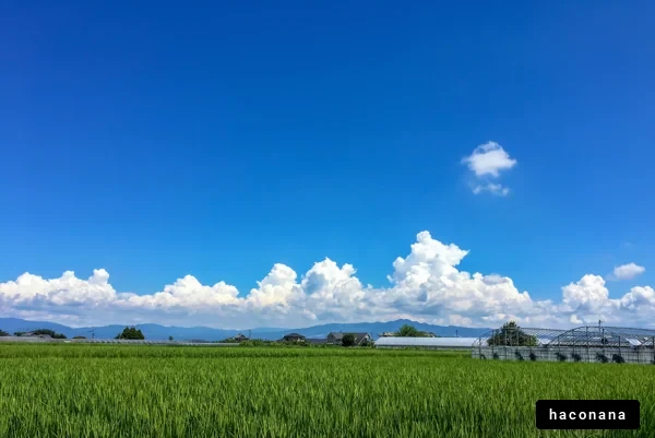 青空と田んぼの風景