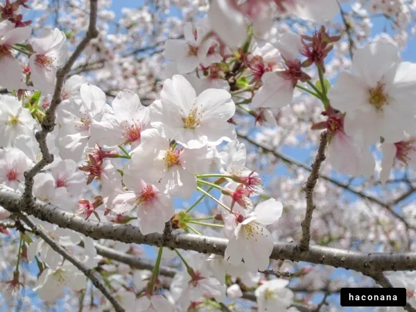 春の桜の花々