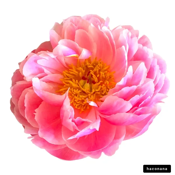 美しいピンクの花