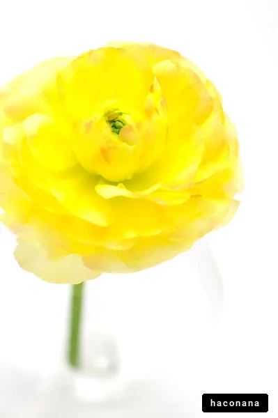 明るい黄色の花