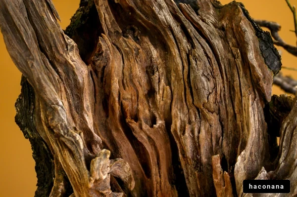 木の質感と模様