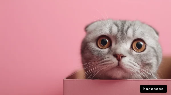 箱に入った猫のアップ