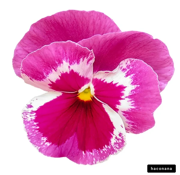 鮮やかな花のアップ