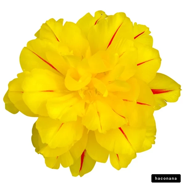 鮮やかな黄色の花