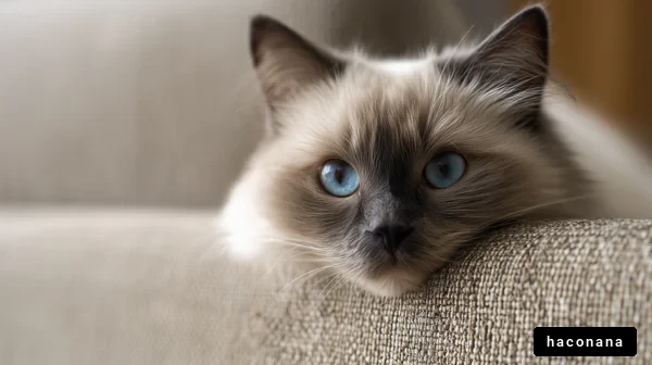 可愛い猫の休息