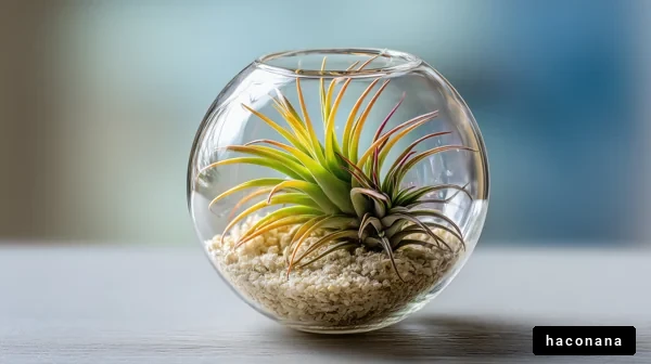 ガラスボールのエアプランツ