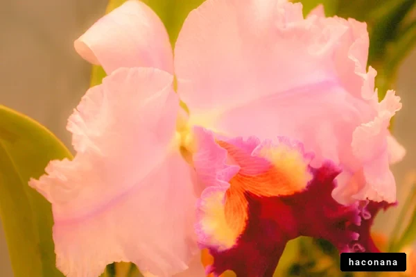 美しい洋ランの花