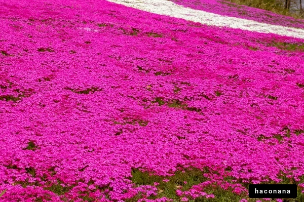 鮮やかなピンクの花畑
