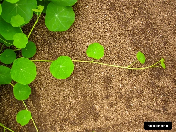 緑の葉と土の風景