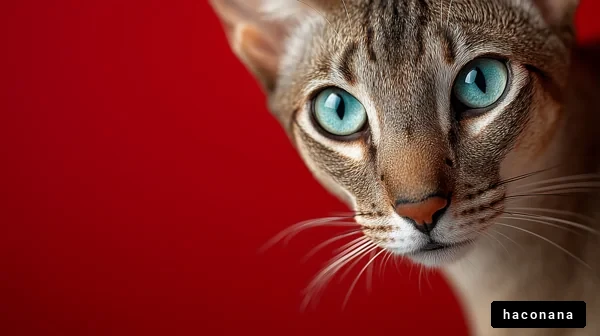 美しい猫のクローズアップ