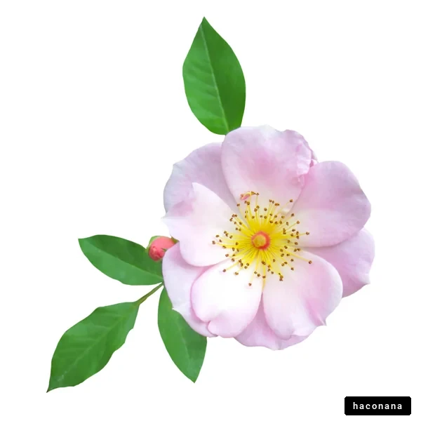 美しいピンクの花と葉