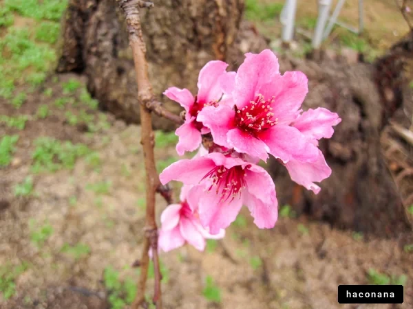 春の美しい桃の花