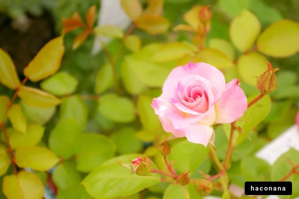 可憐なバラの花