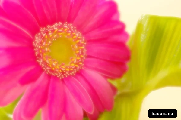 鮮やかなピンクの花