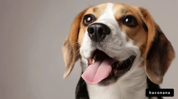 笑顔のビーグル犬