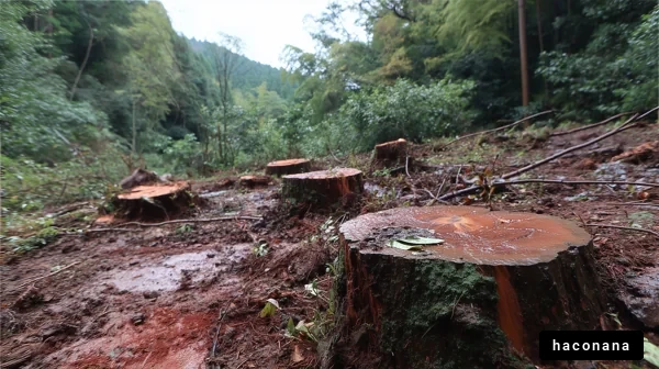 森林伐採された場所