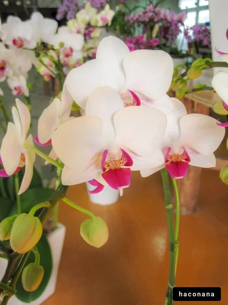 美しい胡蝶蘭の花