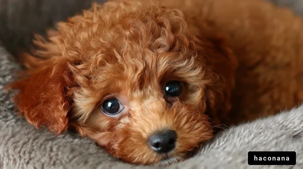 可愛い子犬のアップ