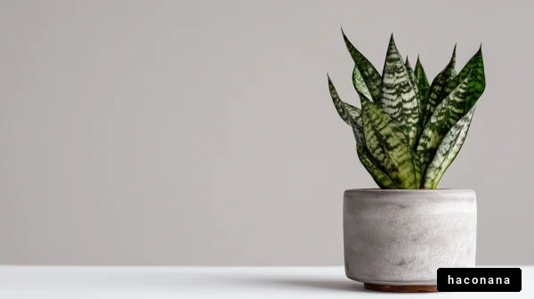 インテリアに映える観葉植物