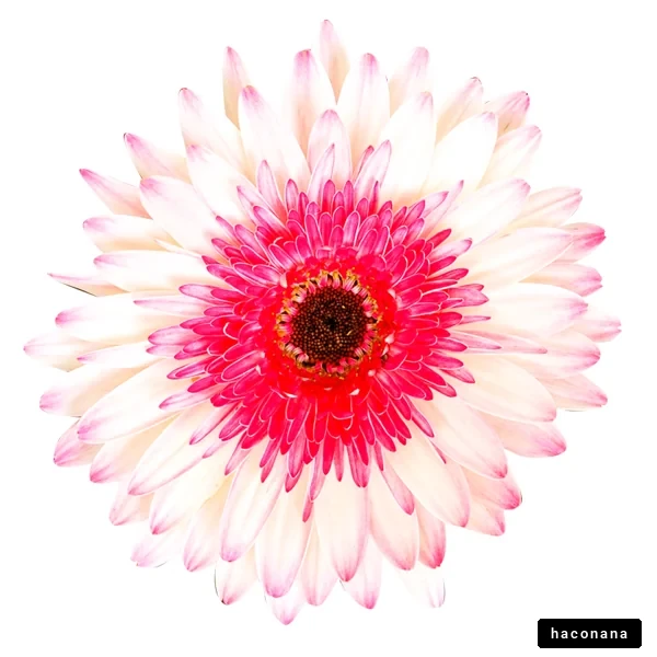 美しいピンクの花