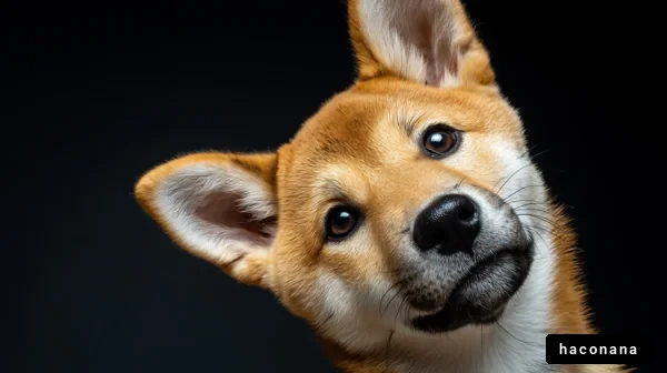 愛らしい柴犬の肖像