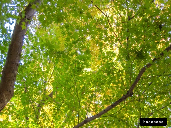 緑の葉が映える光景